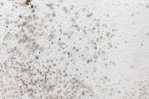 Best Black Mold Removal  in Fort Myers Shores, FL
