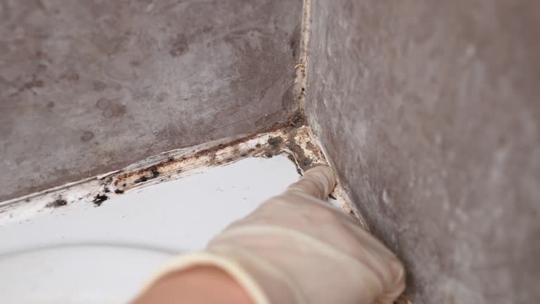 Mold Removal for HVAC Installations in Fort Myers Shores, FL